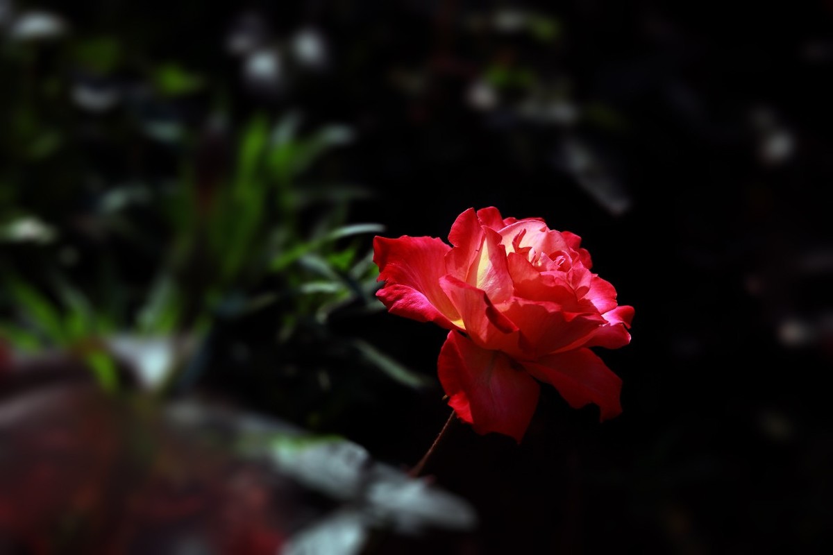 花开国博园(郑州)4……