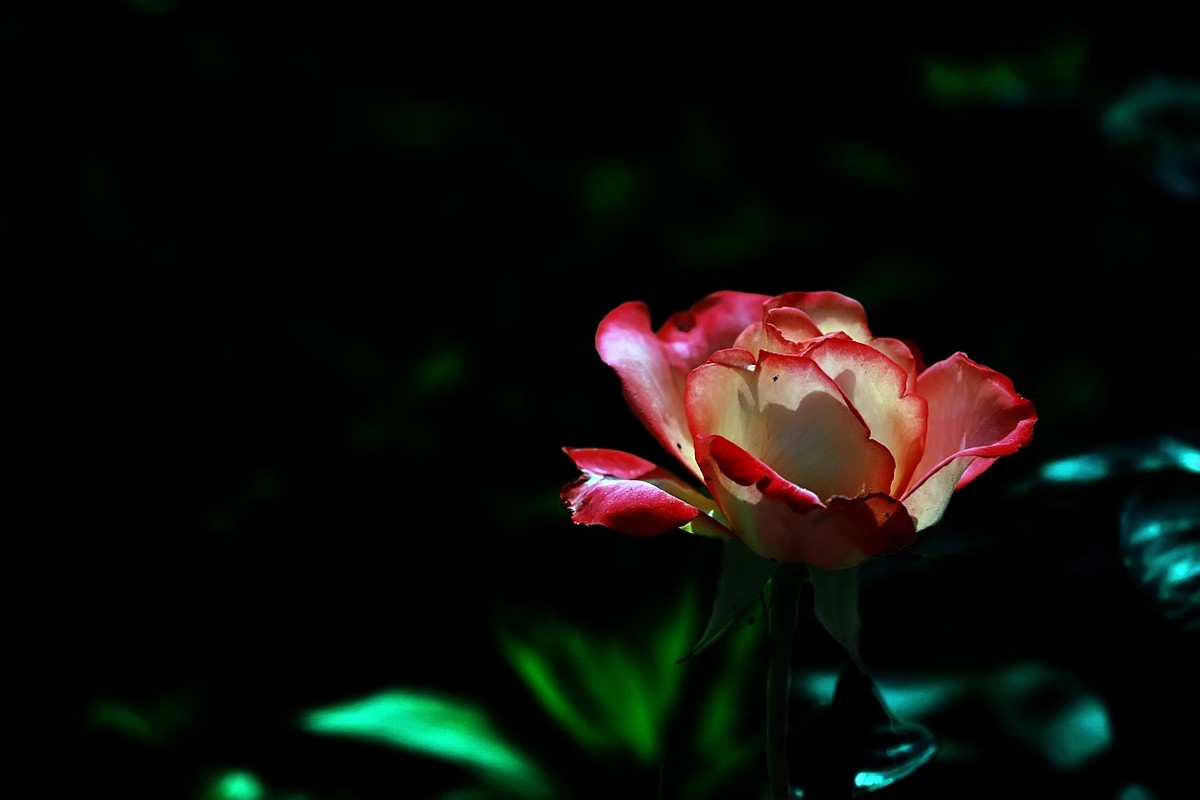 花开国博园(郑州)4……