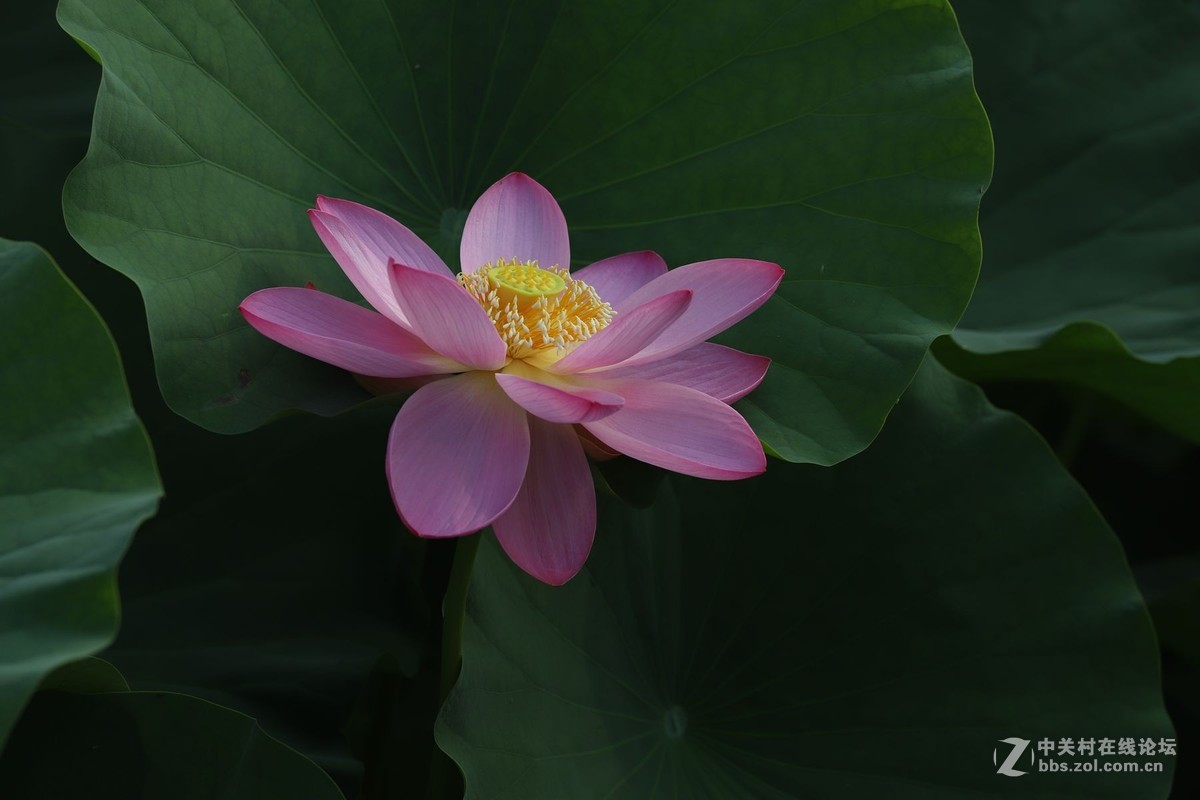 又到一年赏荷时