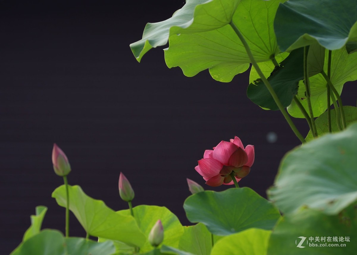 又到一年赏荷时