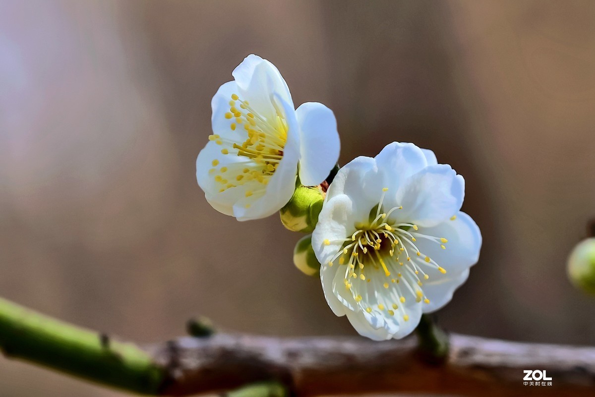 #回顾2019# 四季花卉