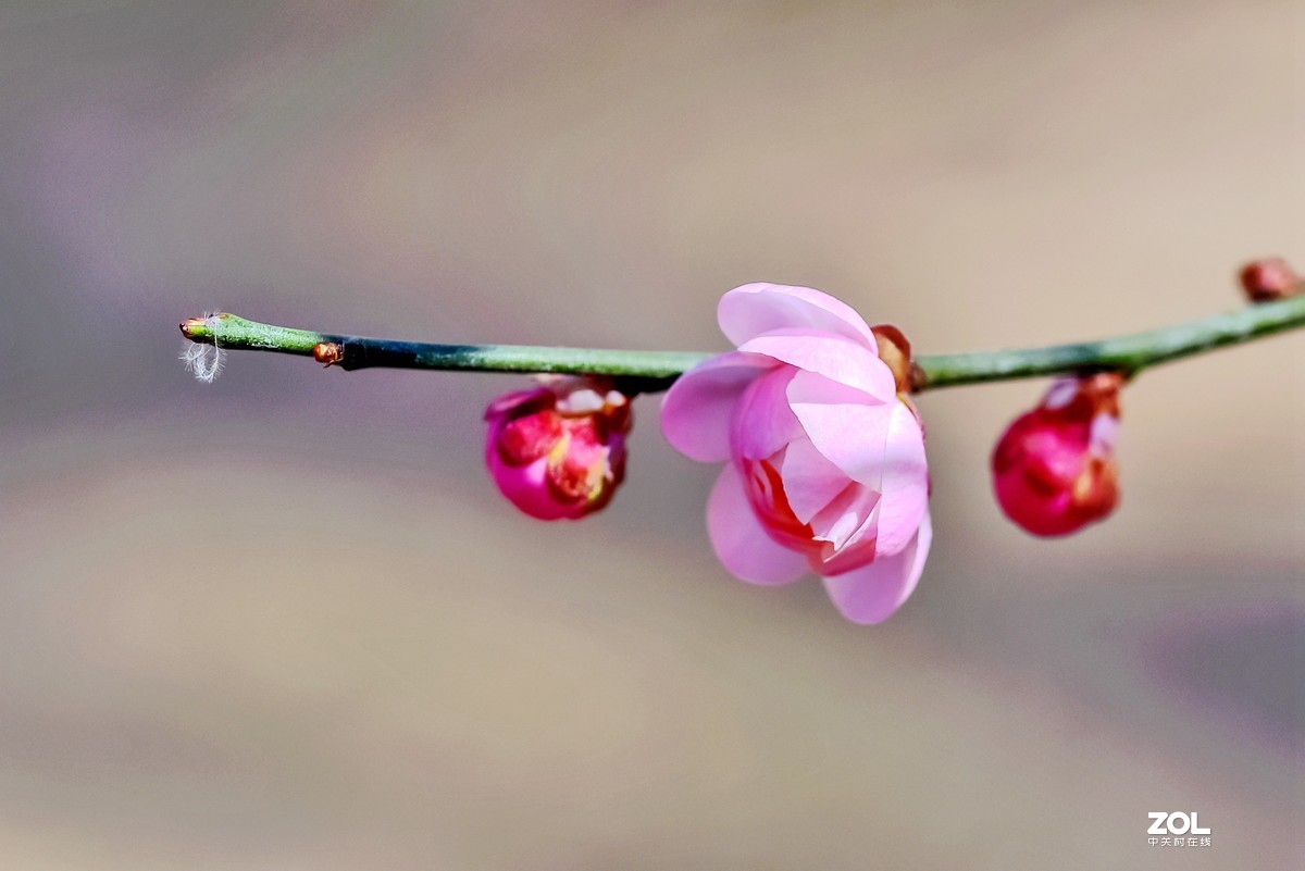 #回顾2019# 四季花卉