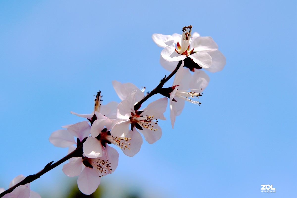 #回顾2019# 四季花卉