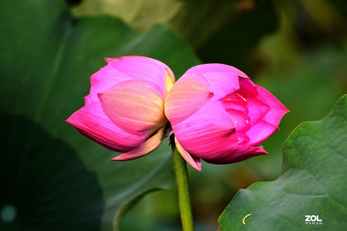 #回顾2019# 四季花卉