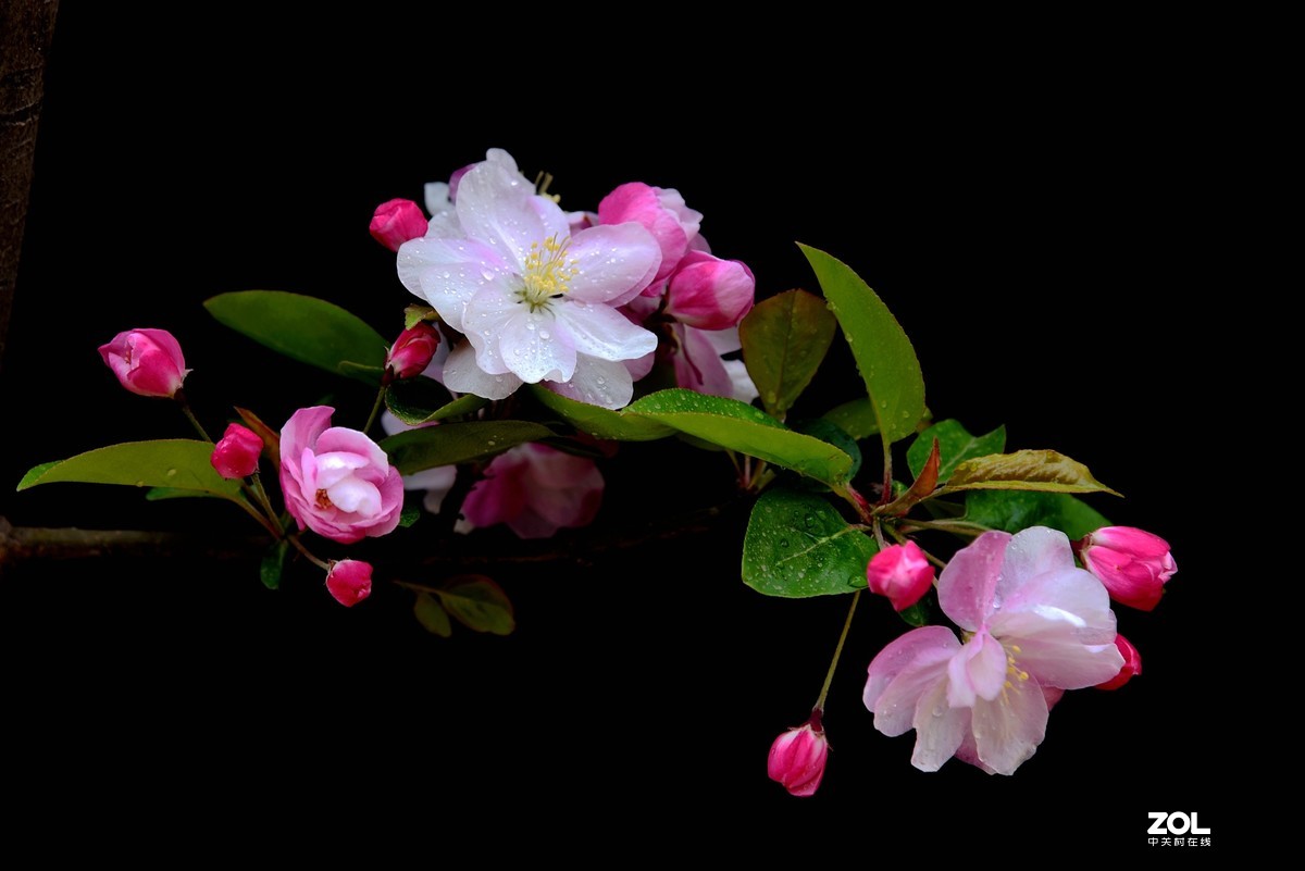 #回顾2019# 四季花卉