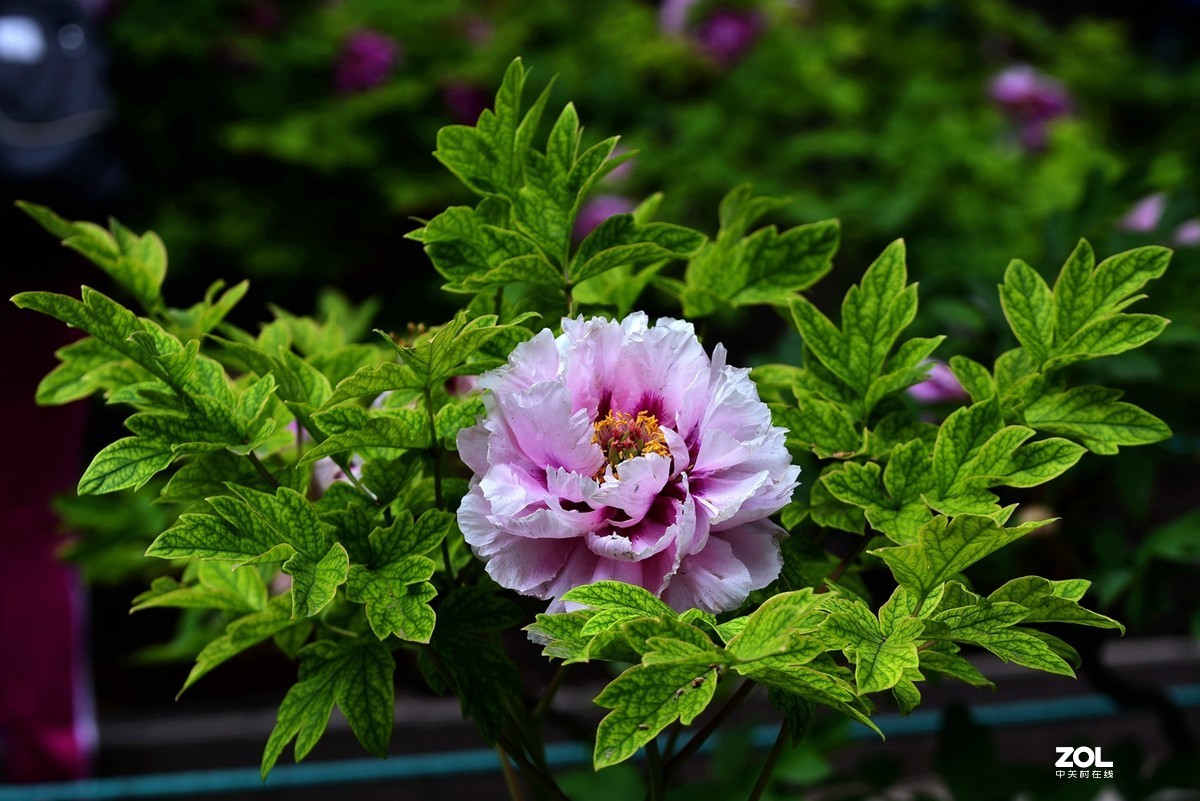 #回顾2019# 四季花卉