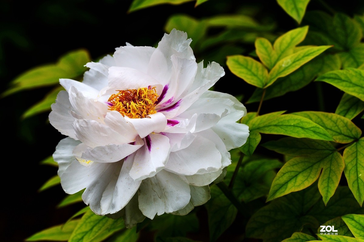 #回顾2019# 四季花卉