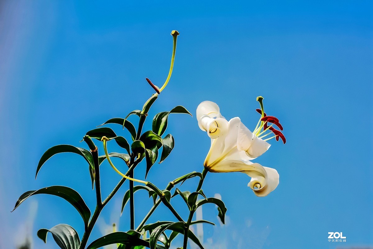 #回顾2019# 四季花卉