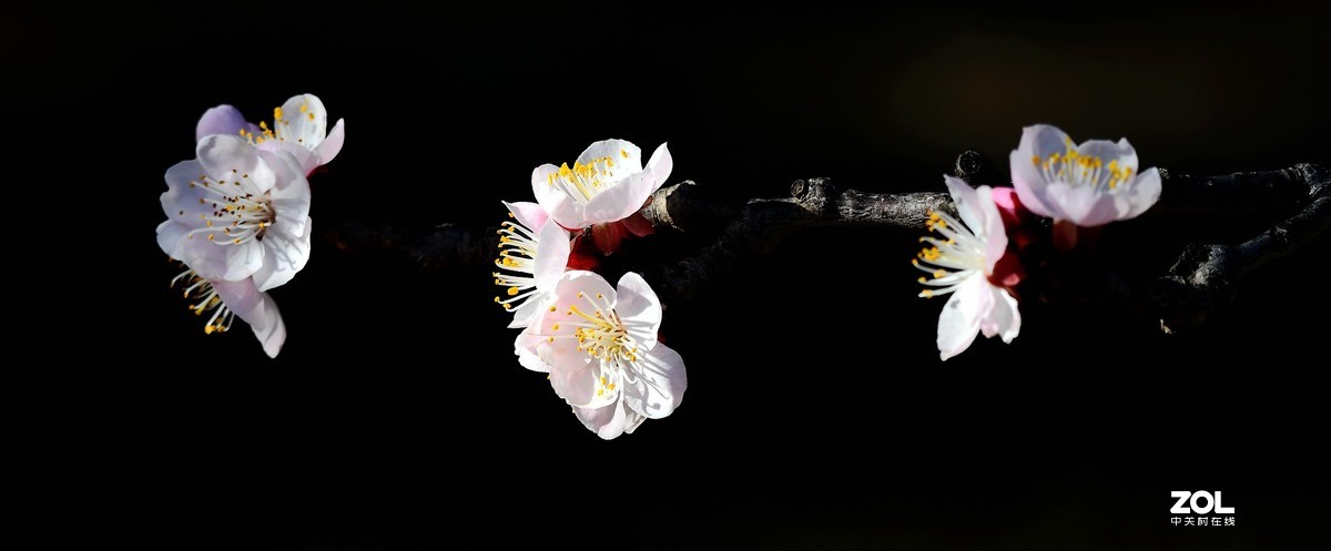 #回顾2019# 四季花卉