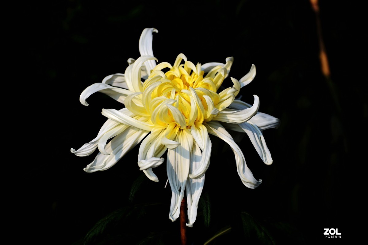 #回顾2019# 四季花卉