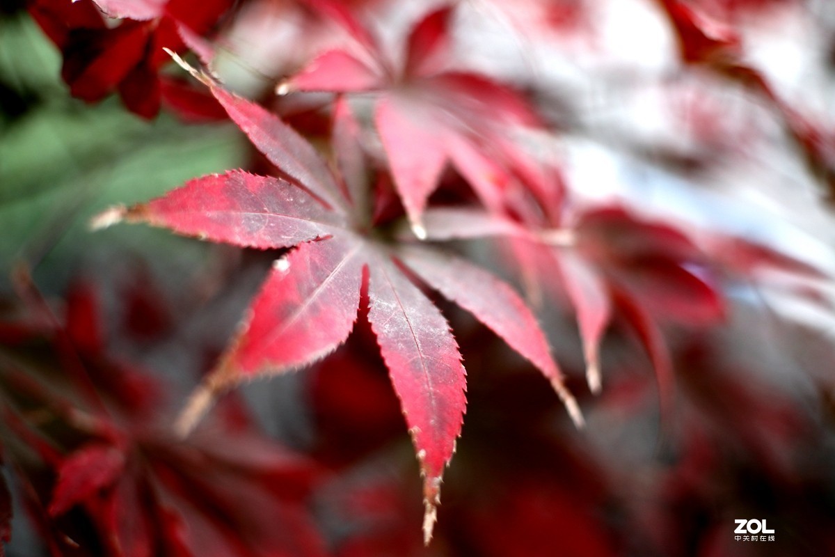 EOS M6 七工匠25mm f1.8手动头扫街