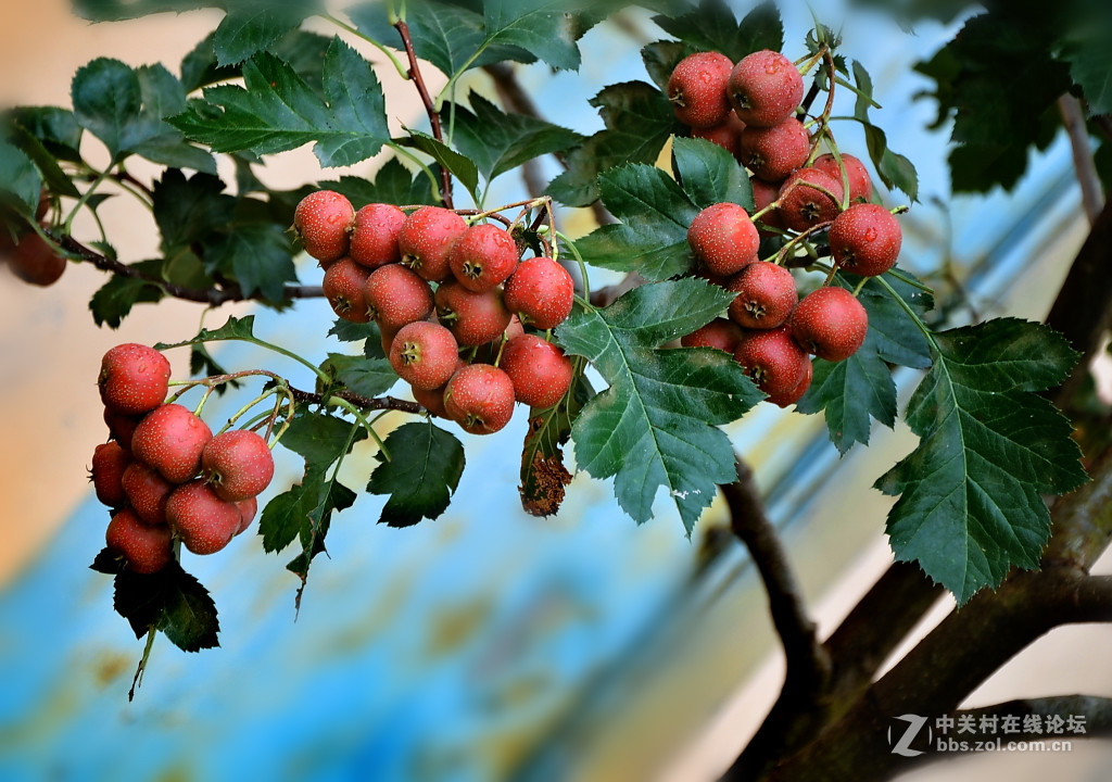 我们小区的观赏山楂树结果了