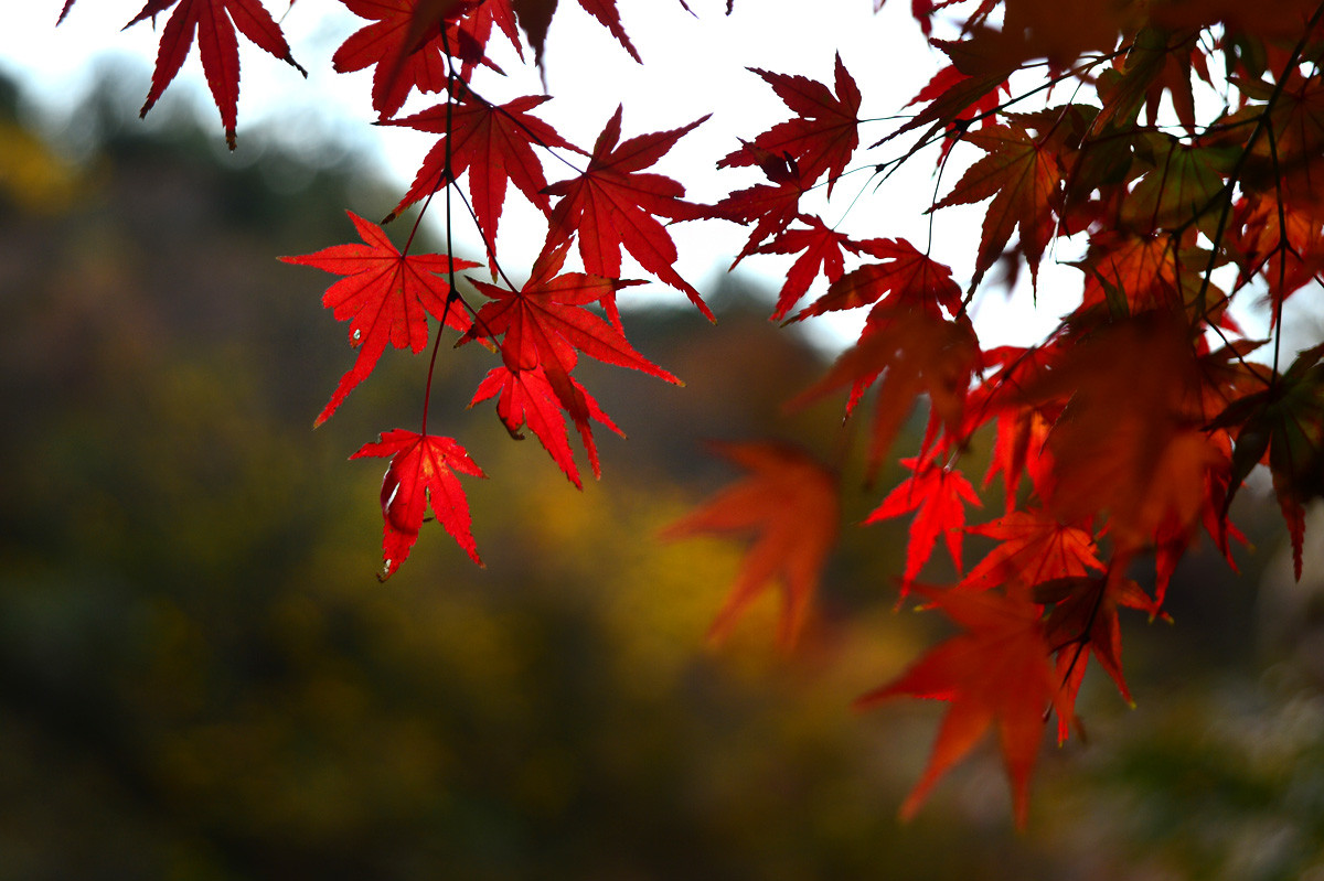 【 · 九水秋色 · 】