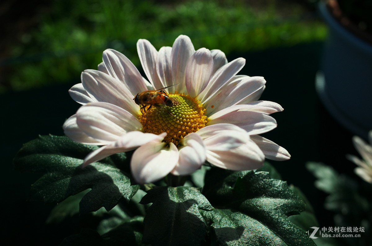 植物园菊展——随拍一组