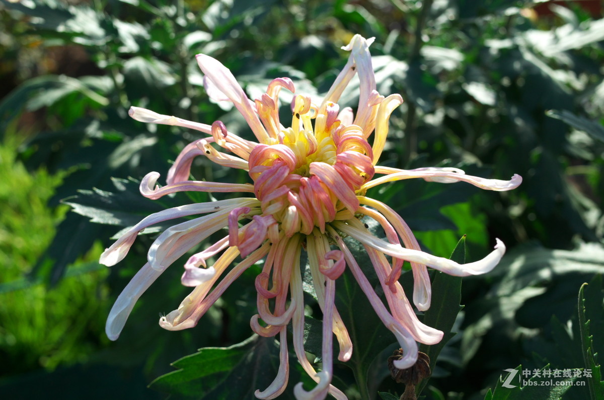 植物园菊展——随拍一组