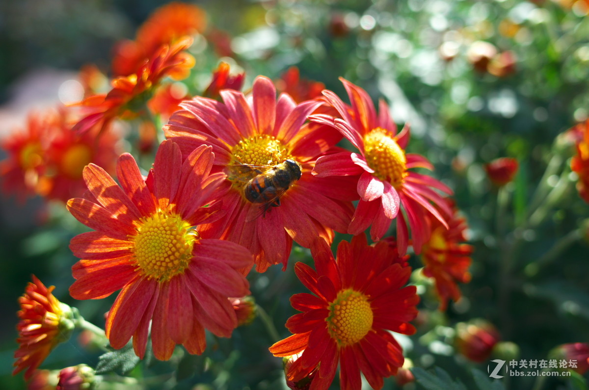 植物园菊展——随拍一组