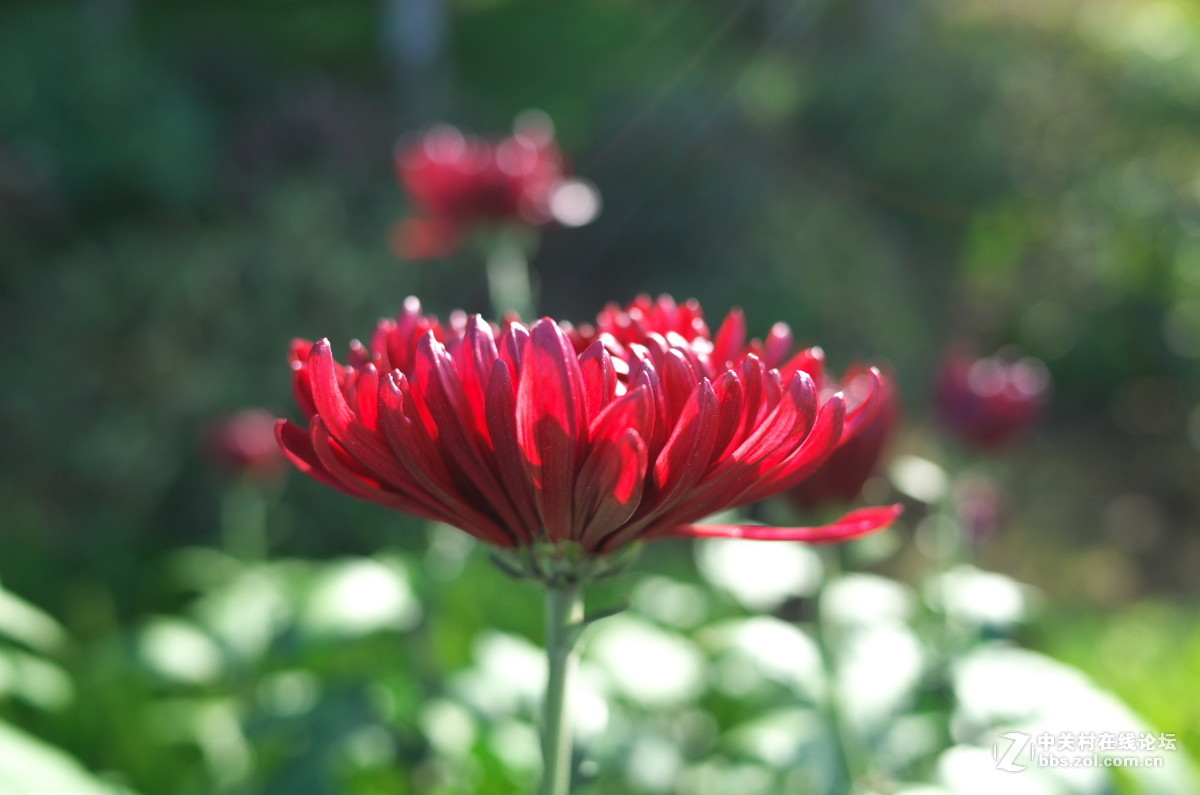 植物园菊展——随拍一组