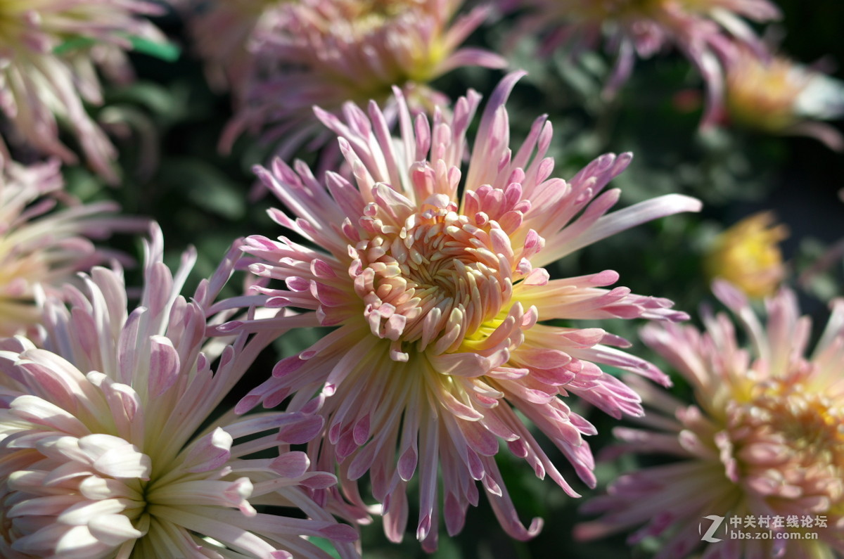 植物园菊展——随拍一组