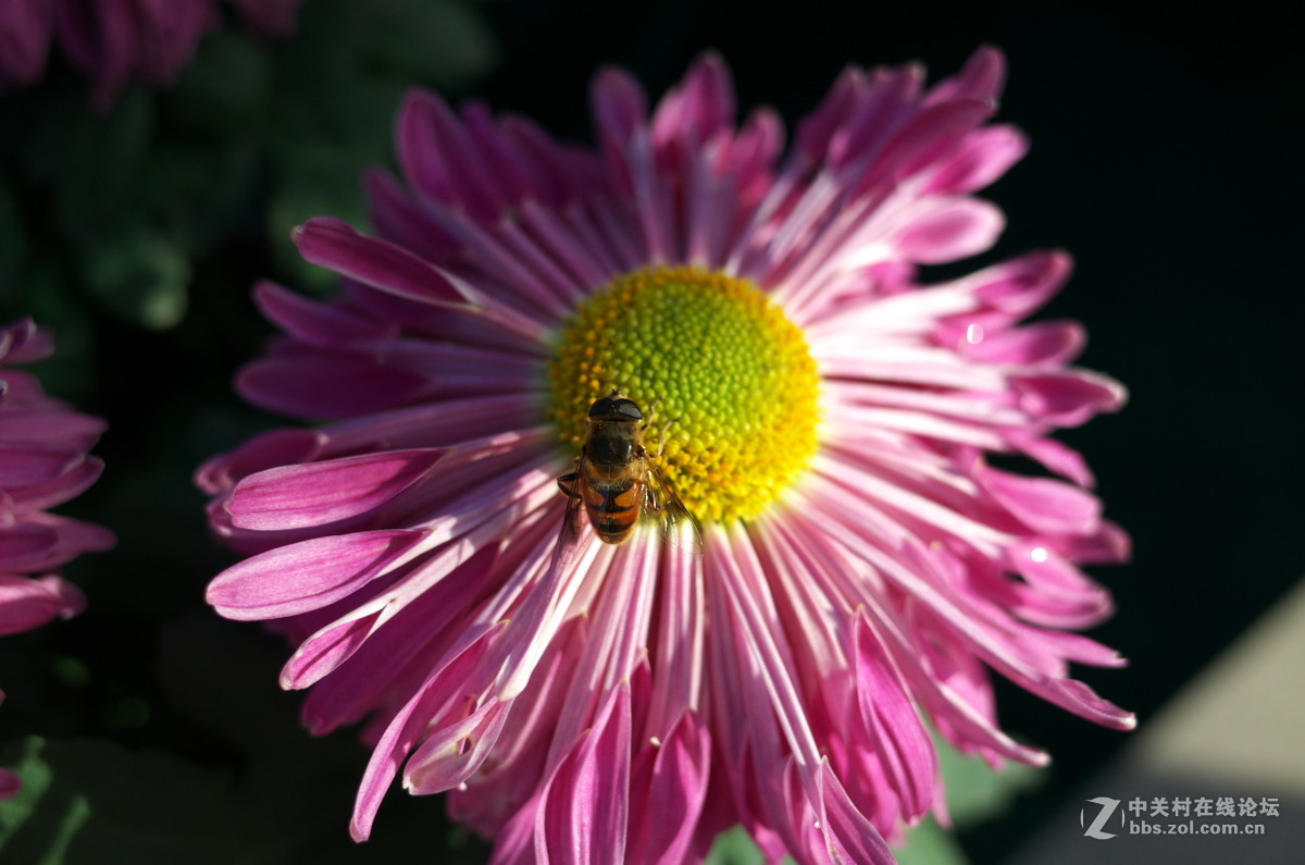 植物园菊展——随拍一组