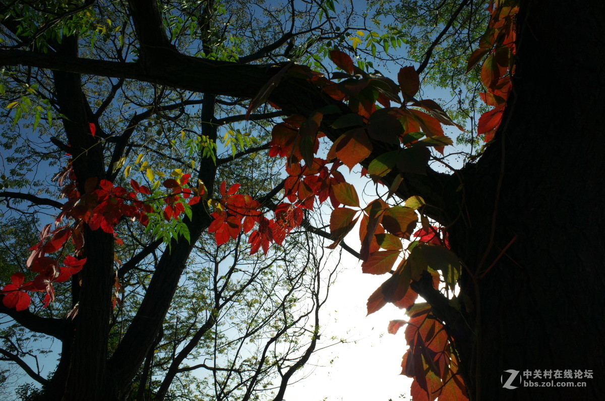 植物园菊展——随拍一组
