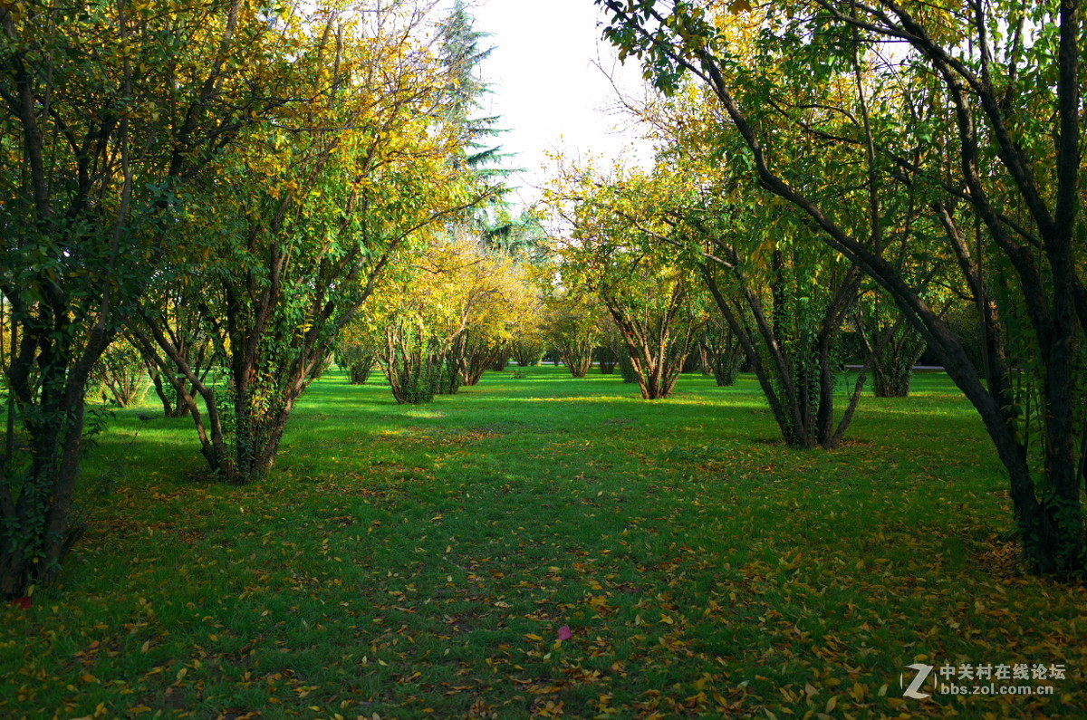 植物园菊展——随拍一组