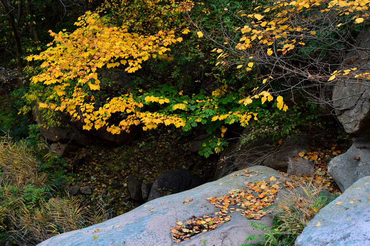 【 · 九水秋色 · 】