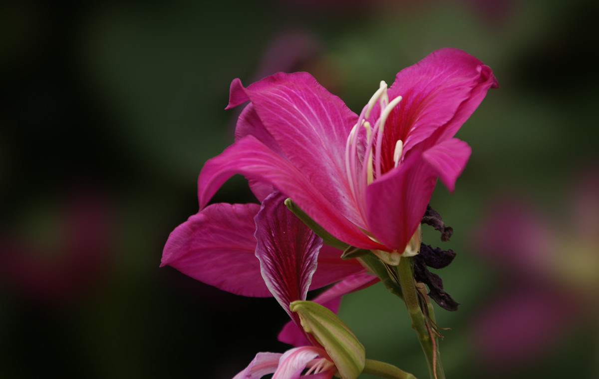 香港区花紫荆花