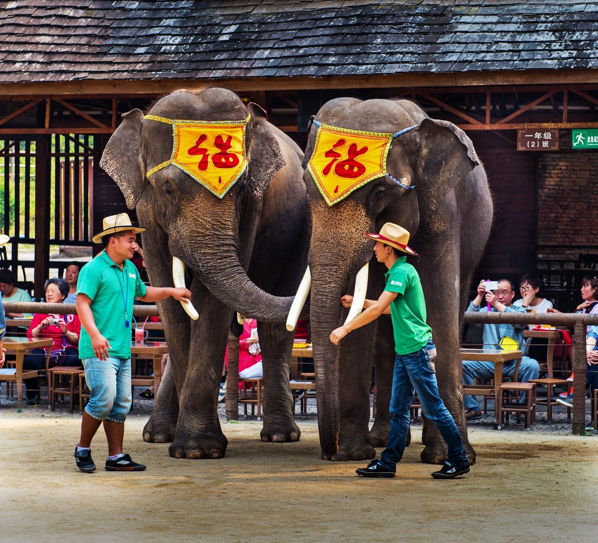 【大象表演 广州野生动物园（100D）摄影图片】生态摄影_太平洋电脑网摄影部落