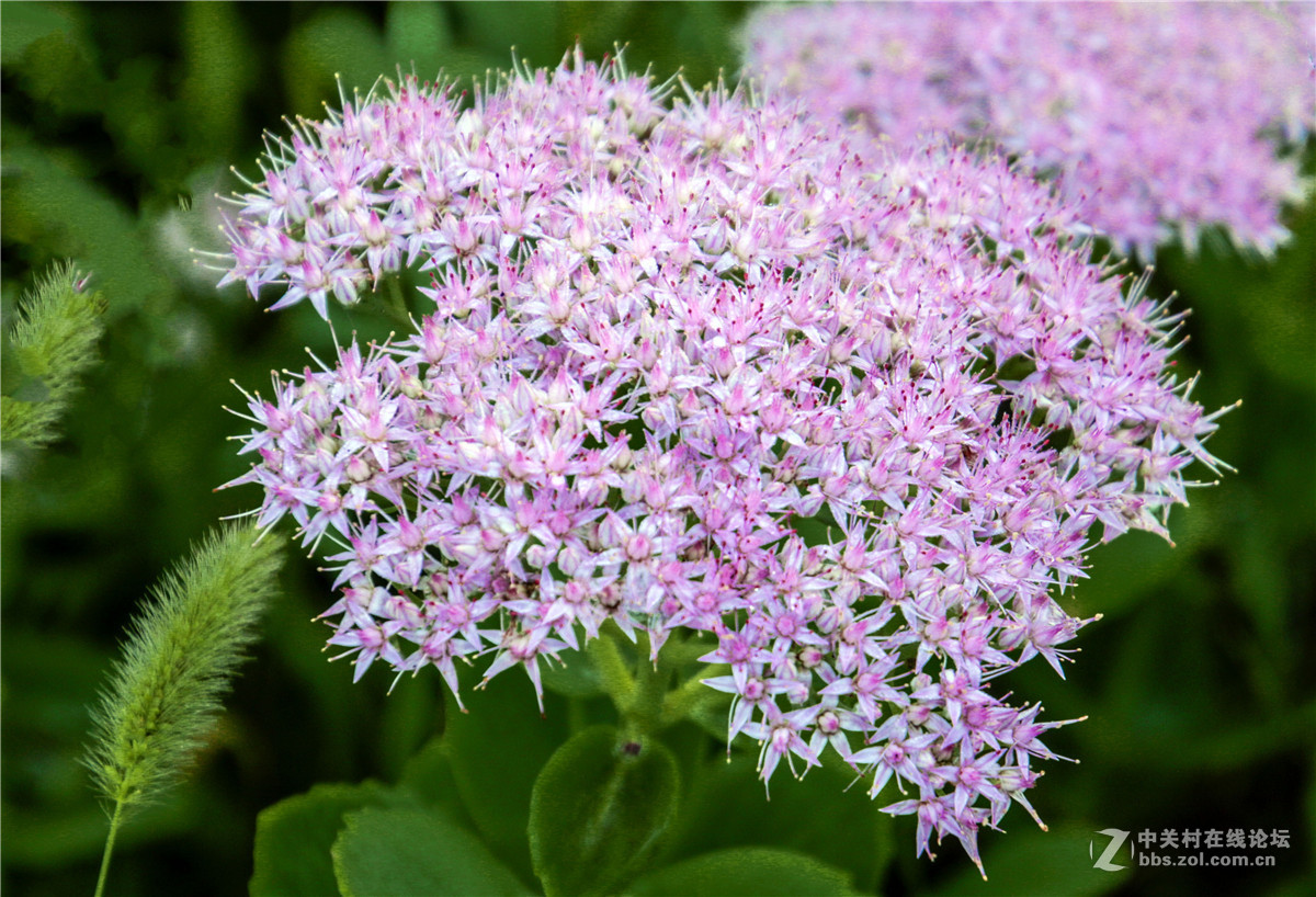 八宝花-中关村在线摄影论坛