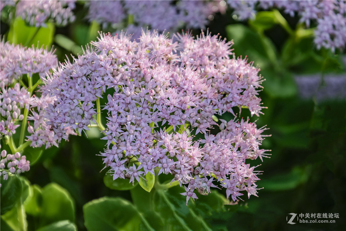 八宝花-中关村在线摄影论坛