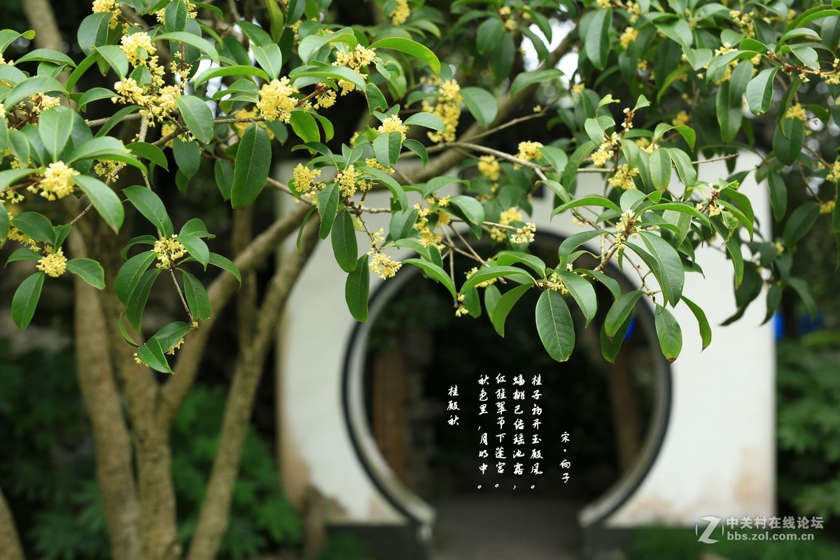 秋来古园桂花香-中关村在线摄影论坛