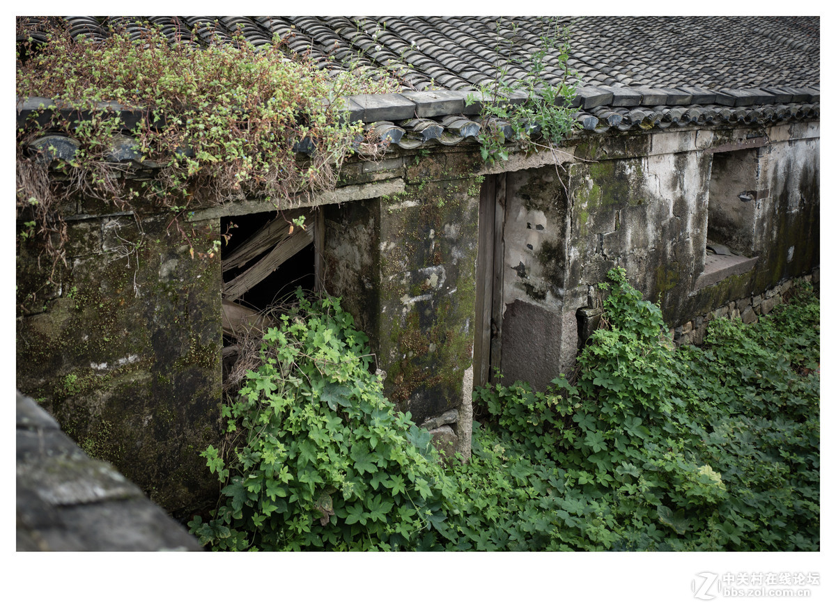 金塘大鹏岛古村落图片