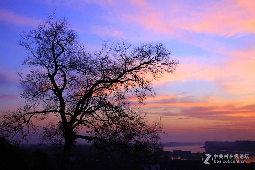 树印夕阳