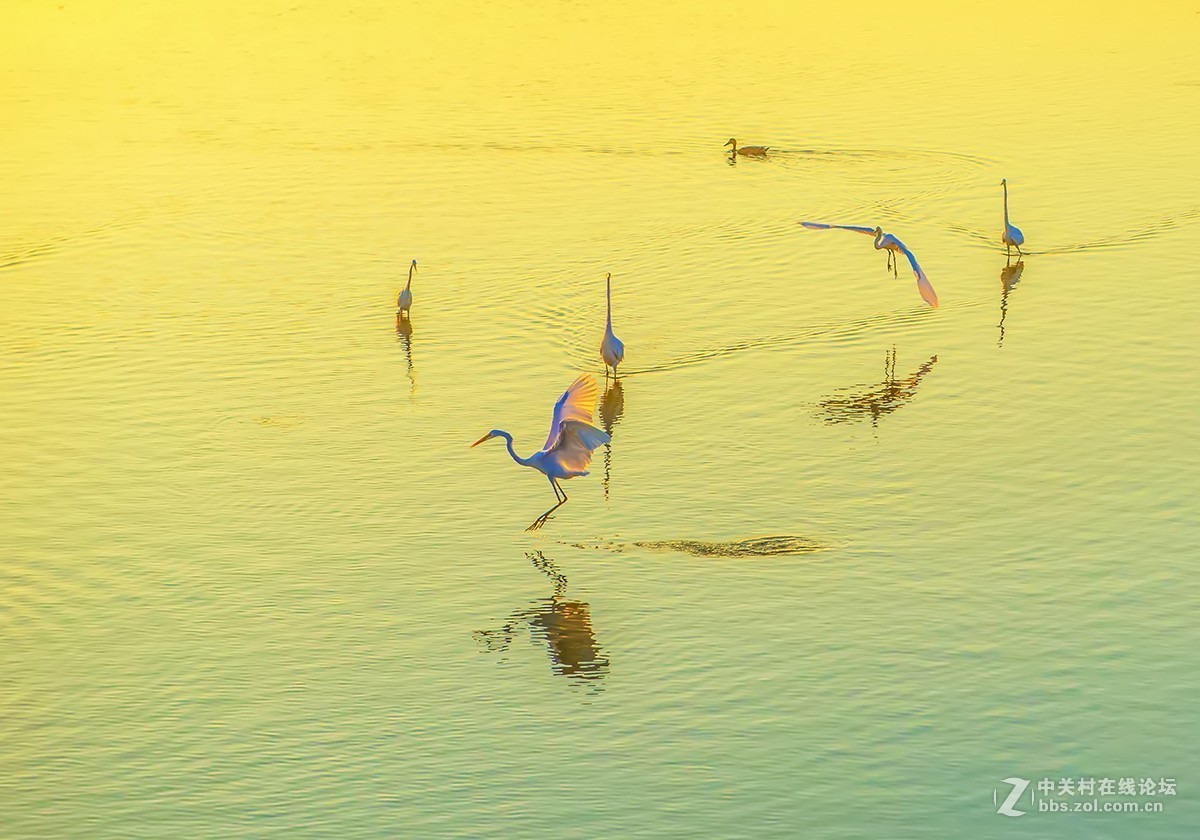 一个抓捕鱼儿的动作分解