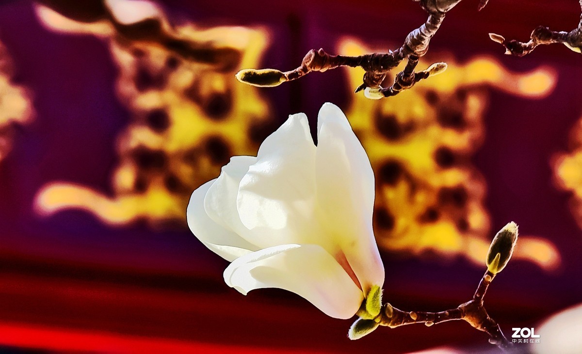 #回顾2019# 四季花卉