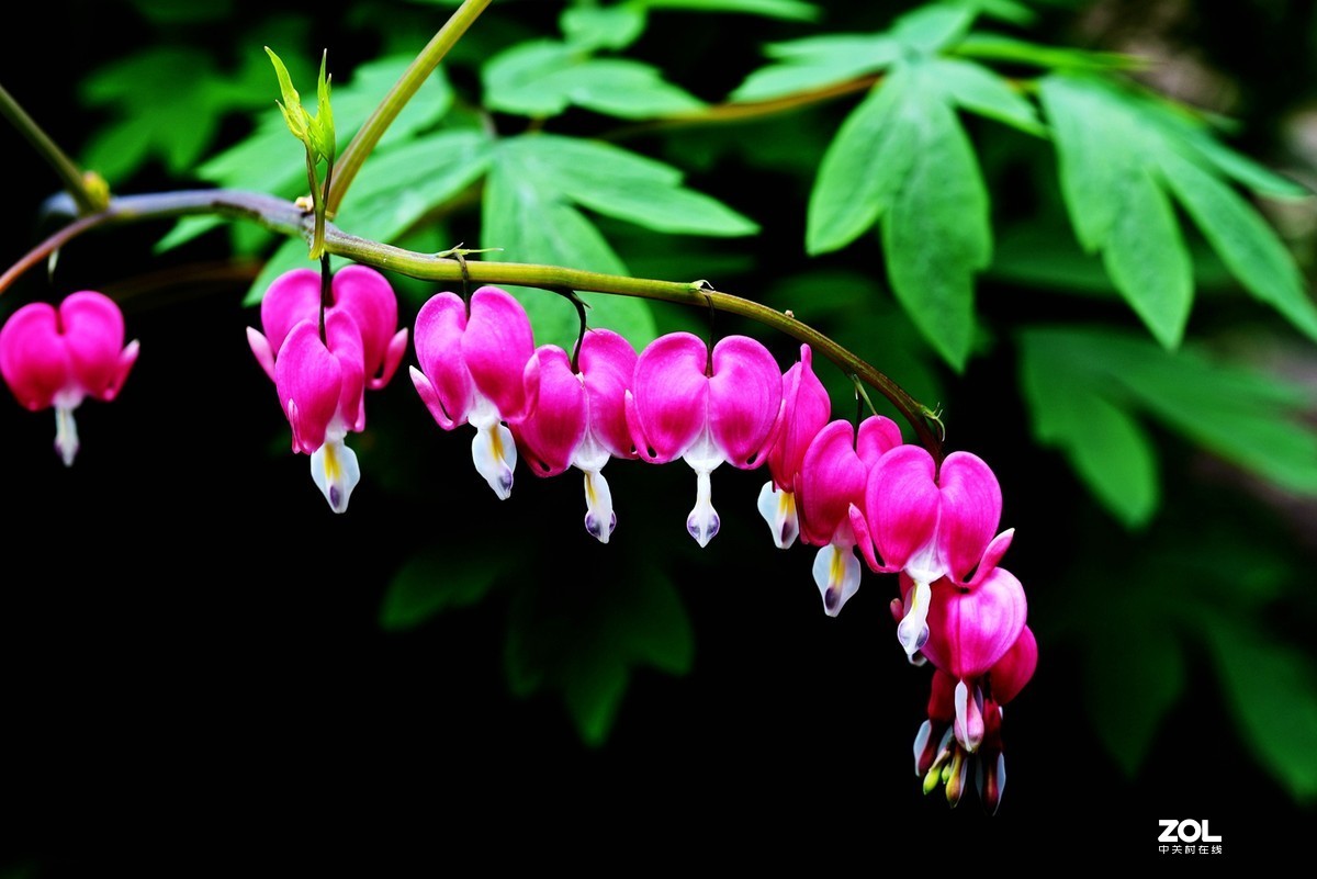 #回顾2019# 四季花卉