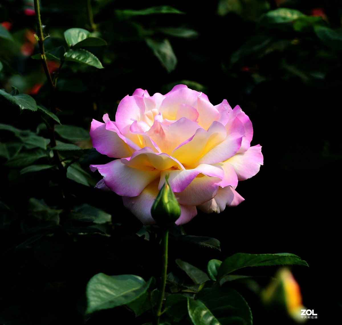 #回顾2019# 四季花卉