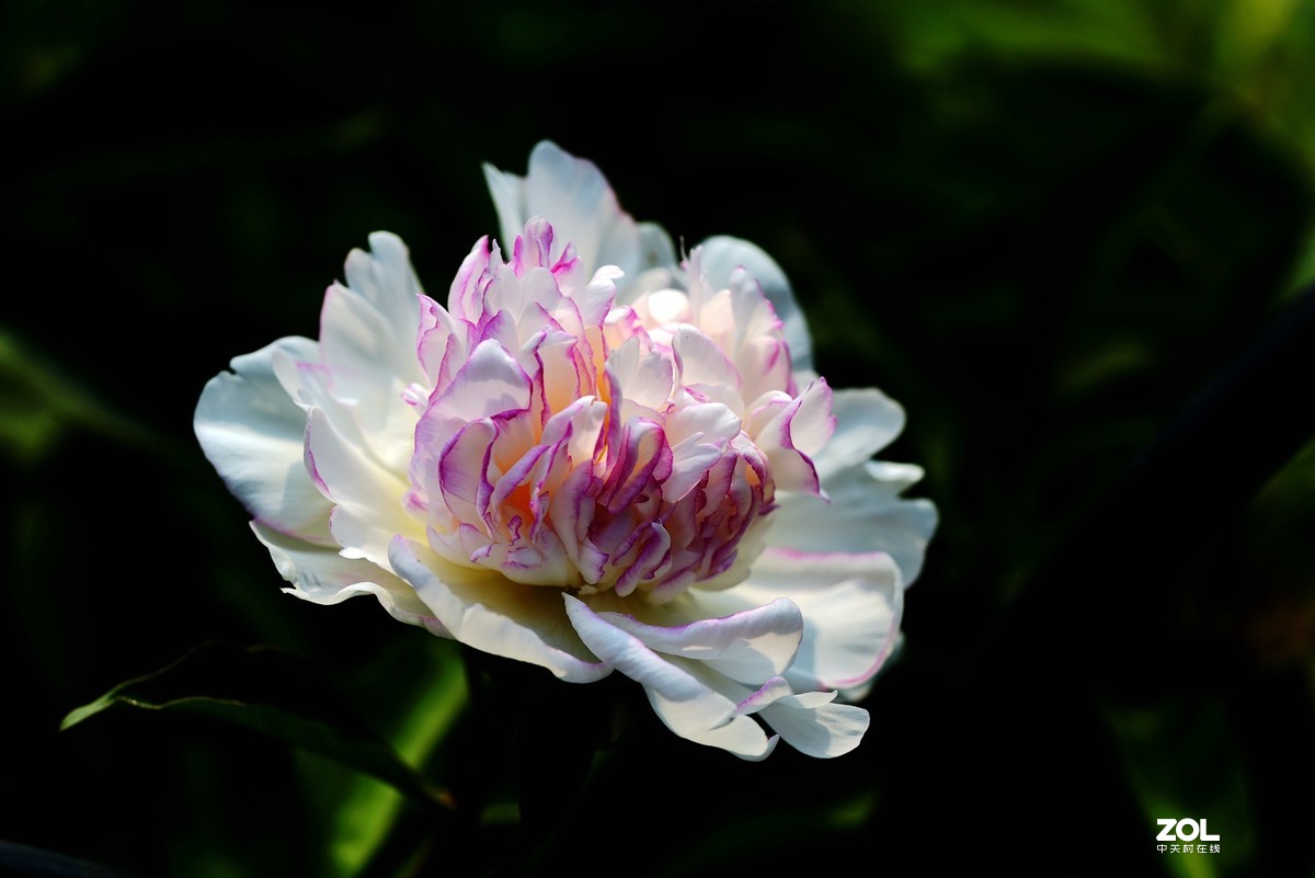 #回顾2019# 四季花卉