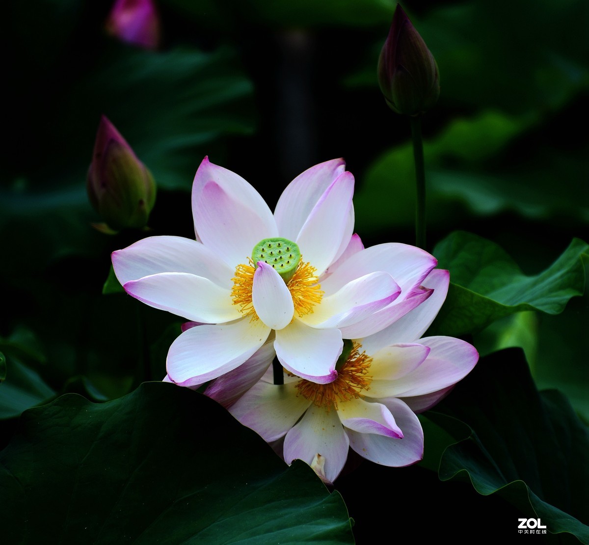 #回顾2019# 四季花卉