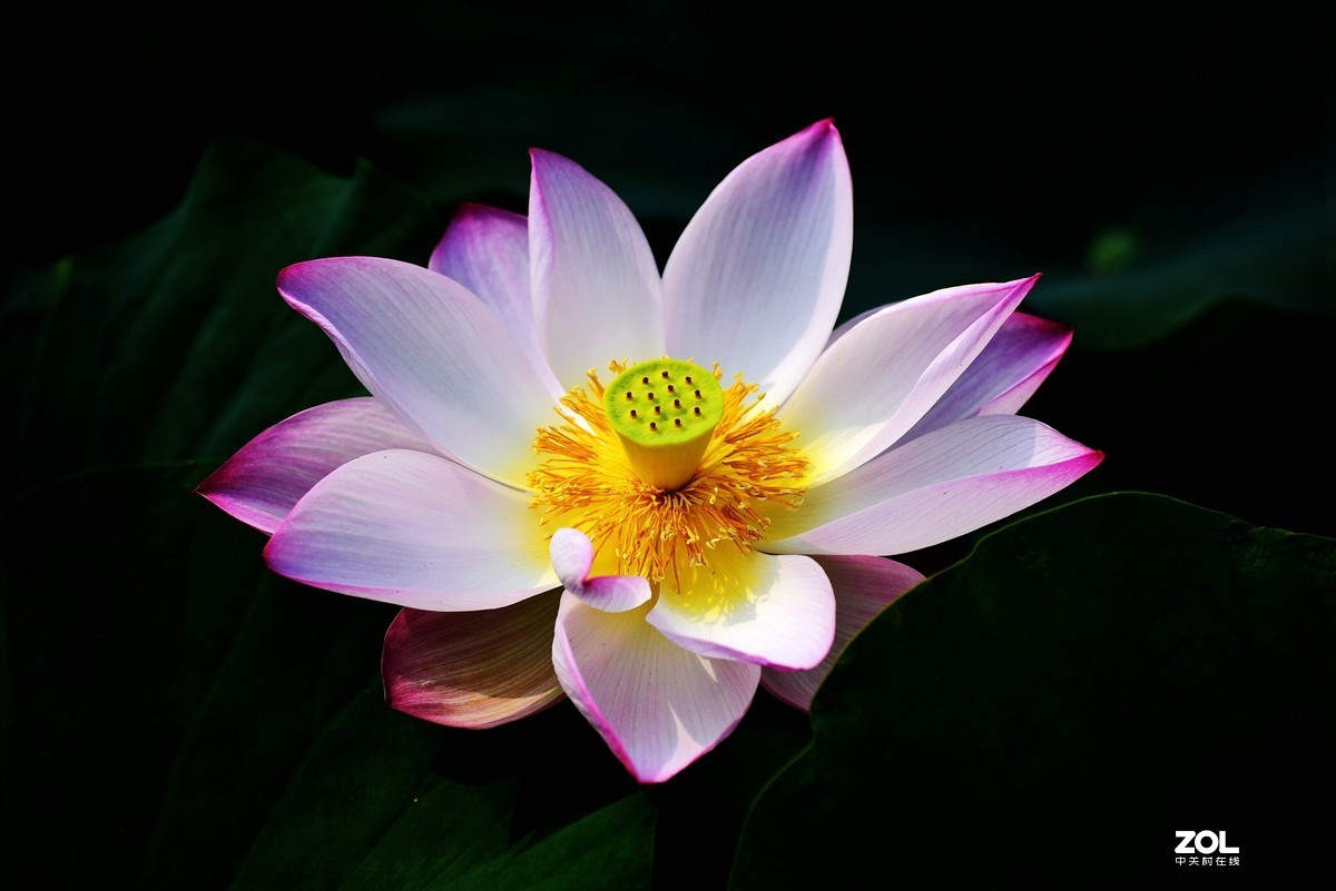 #回顾2019# 四季花卉