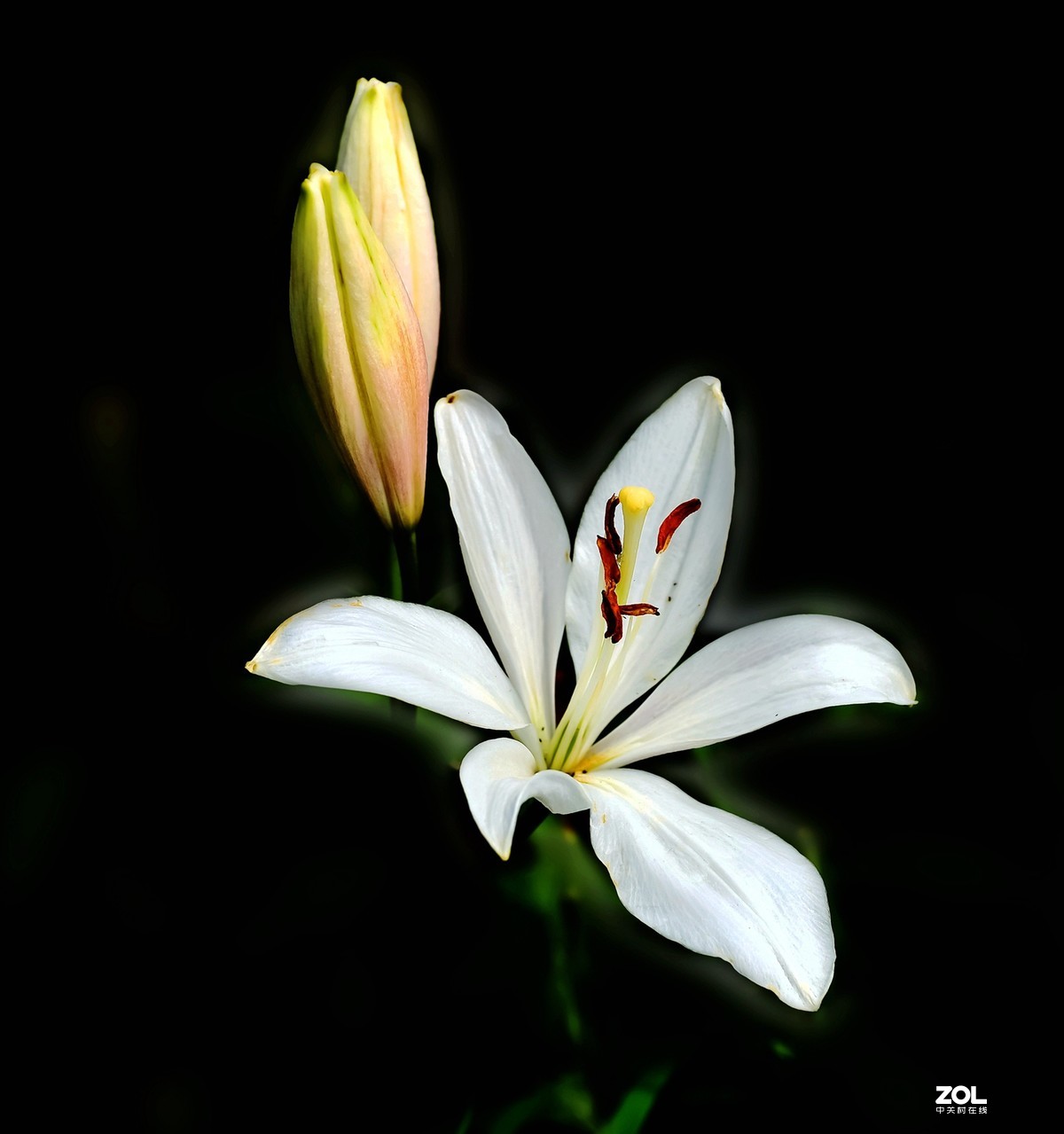 #回顾2019# 四季花卉