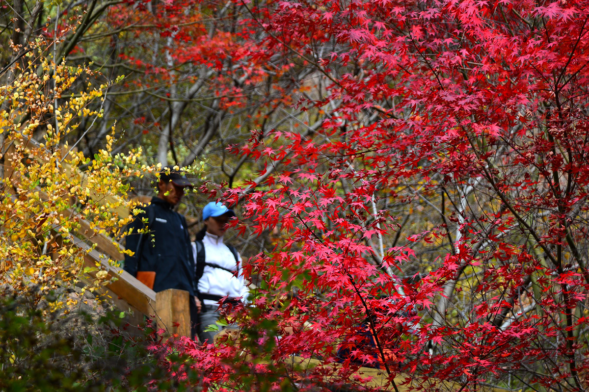 【 · 九水秋色 · 】