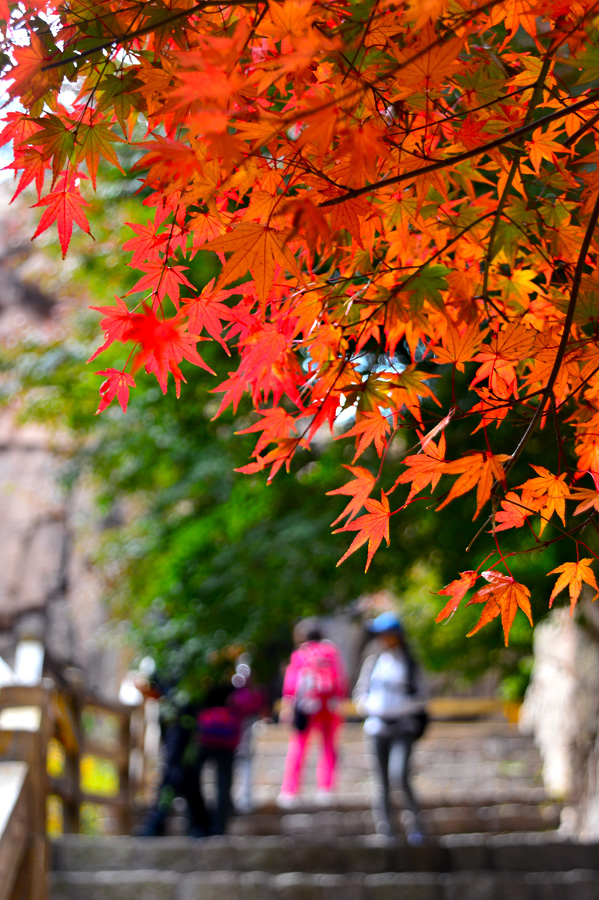 【 · 九水秋色 · 】