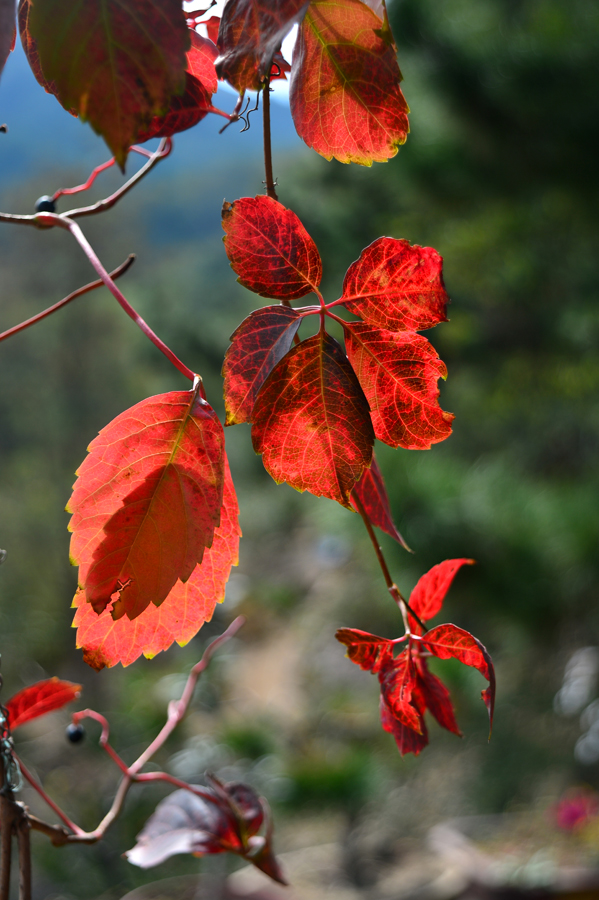 【 · 九水秋色 · 】