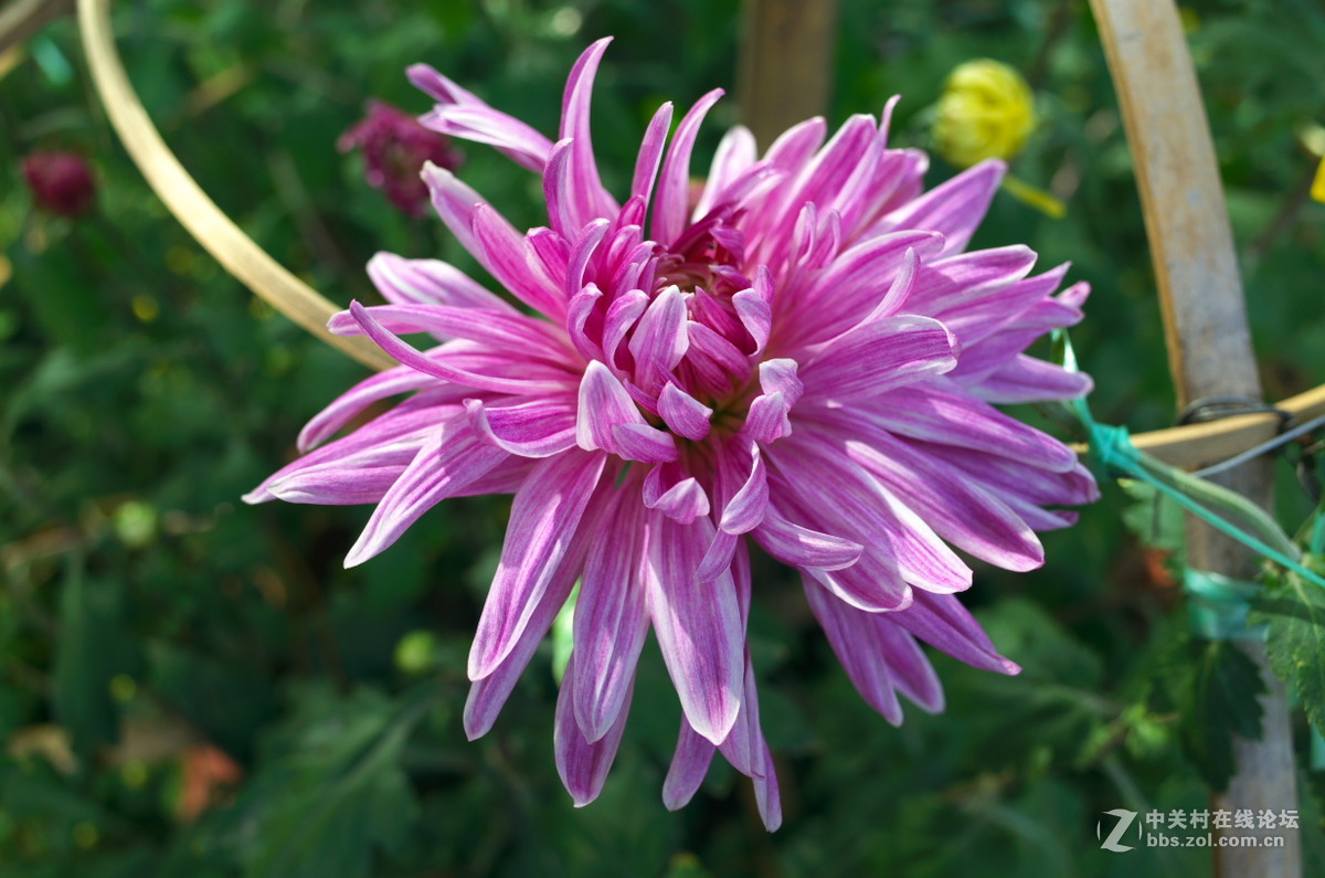 植物园菊展——随拍一组