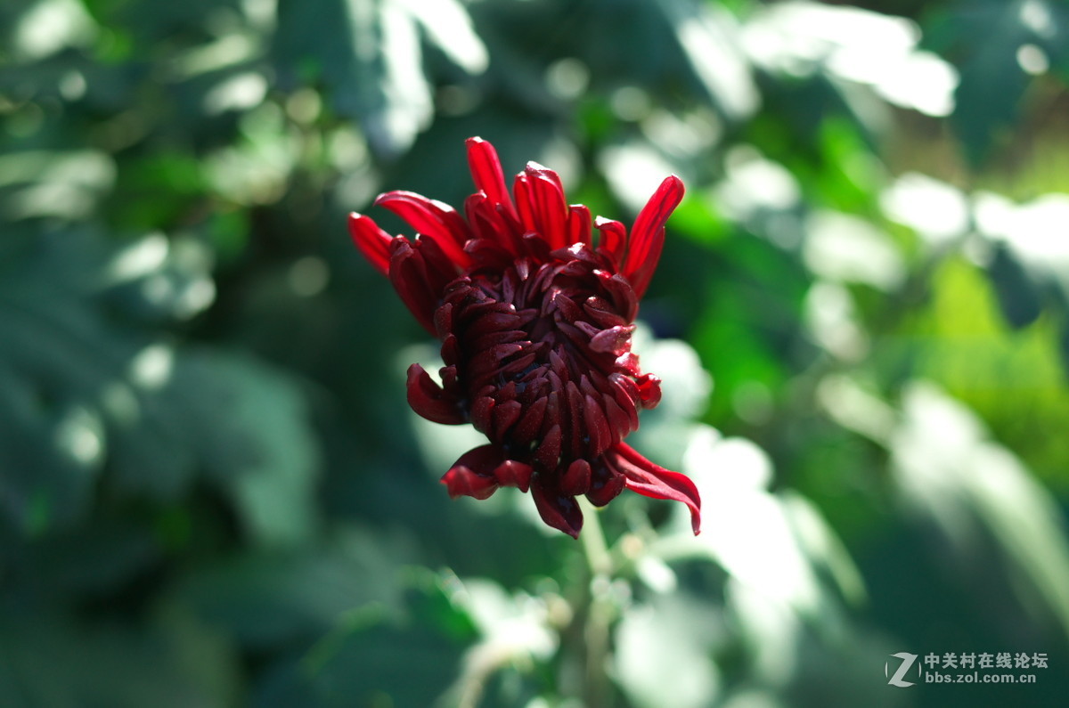 植物园菊展——随拍一组