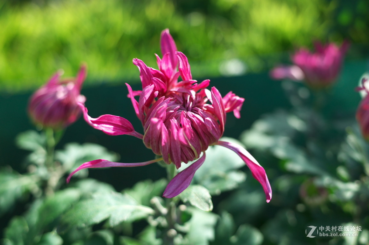 植物园菊展——随拍一组