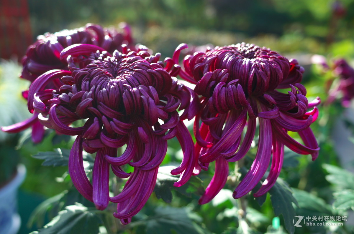 植物园菊展——随拍一组