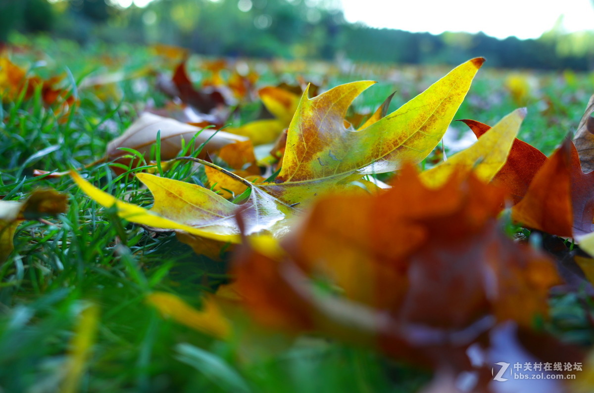 植物园菊展——随拍一组