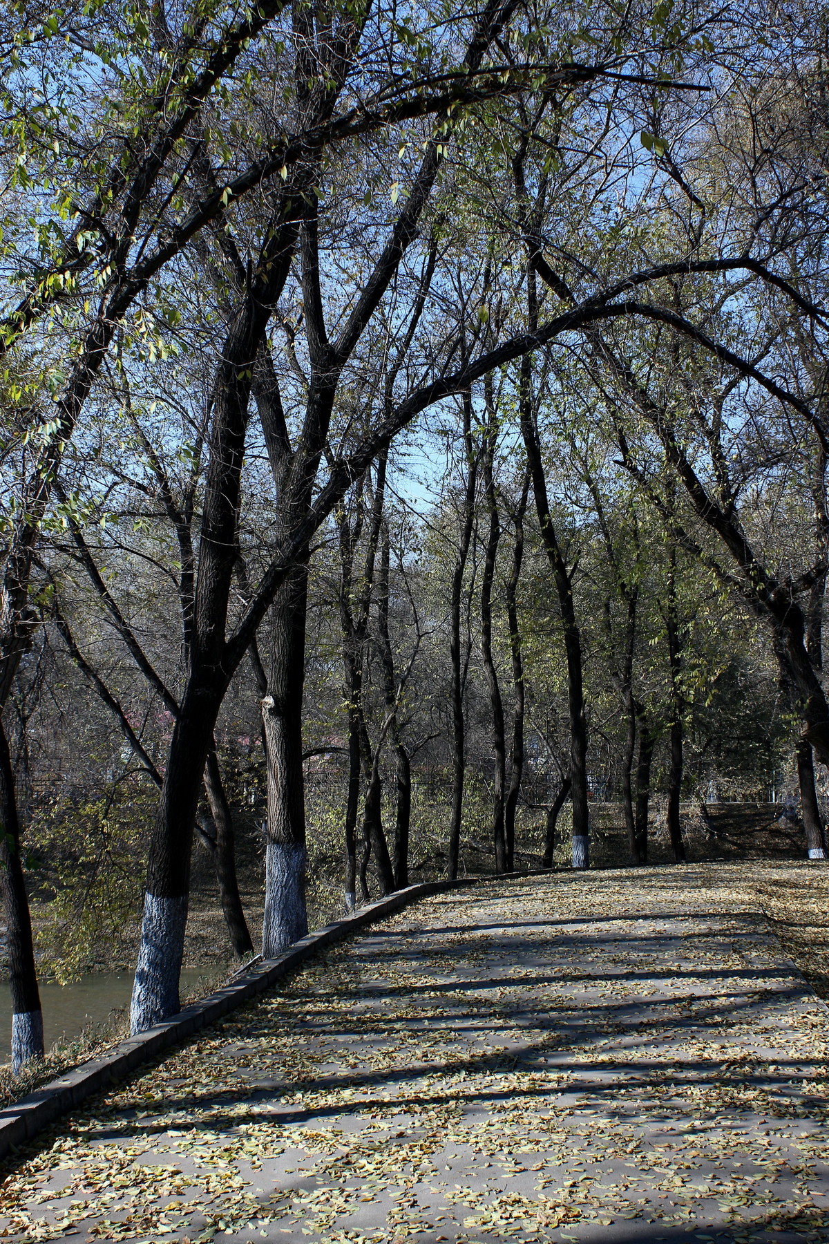 晚秋的小河边---哈尔滨黛秀植物园内的马家沟河畔随拍